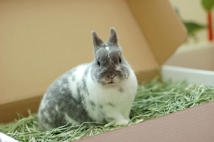 Rabbit in hay box.jpg